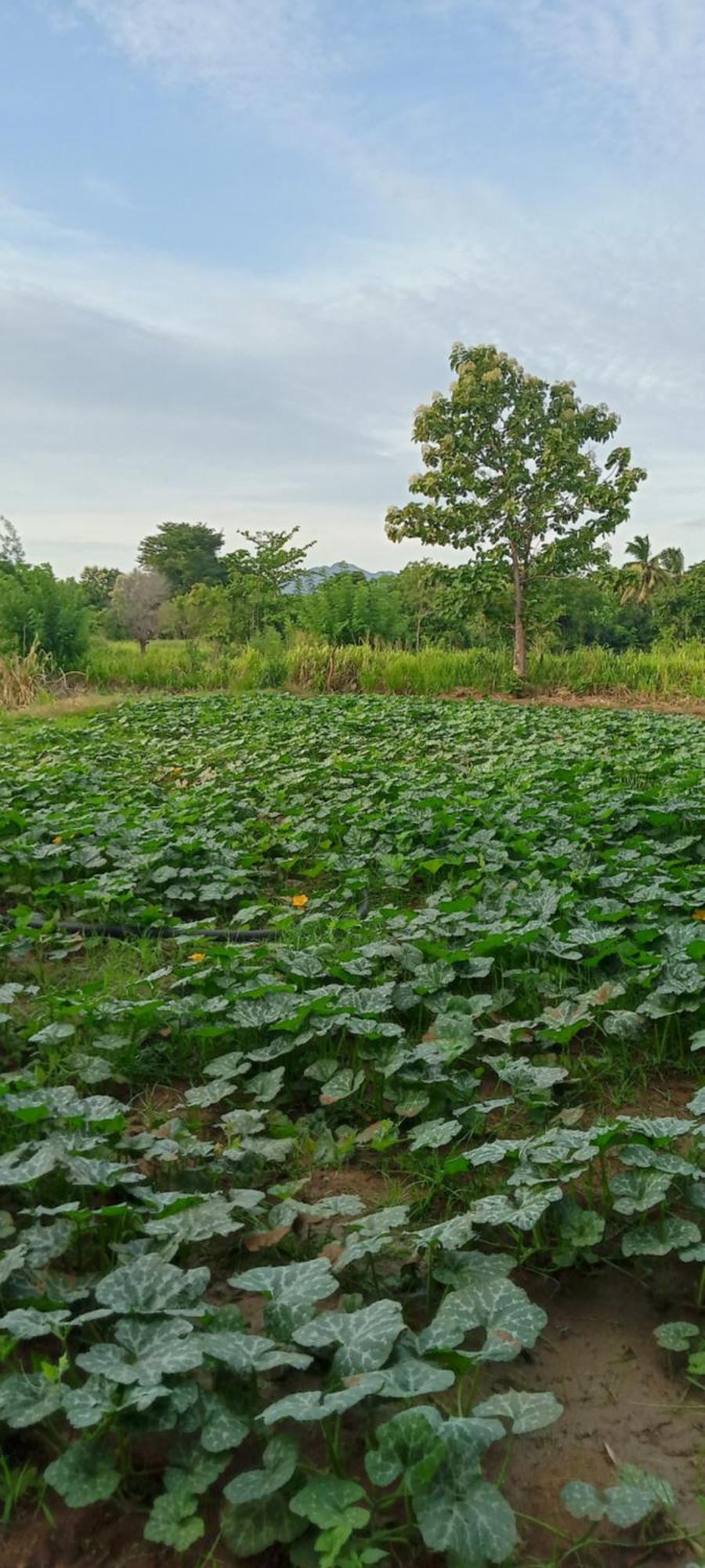 Gimhana Homestay Sigiriya Luaran gambar