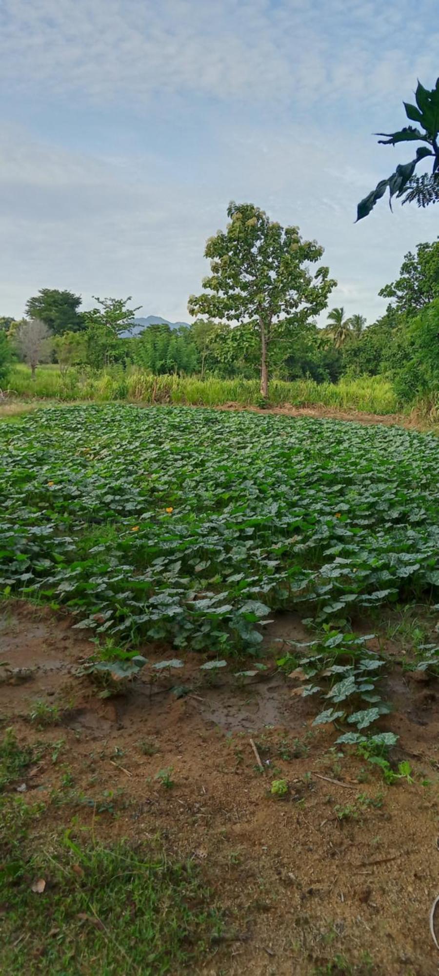 Gimhana Homestay Sigiriya Luaran gambar