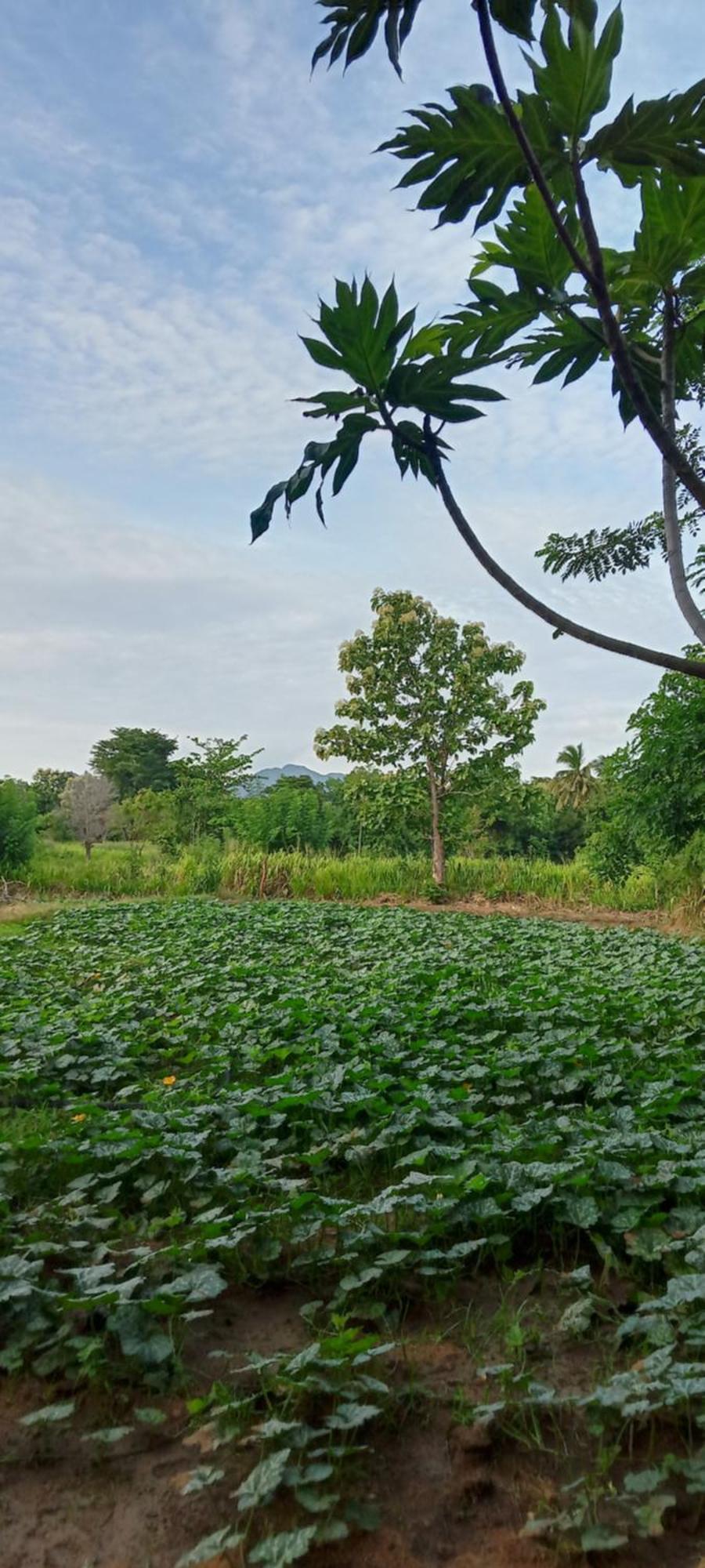 Gimhana Homestay Sigiriya Luaran gambar